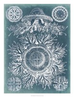 Sealife Blueprint I Fine Art Print