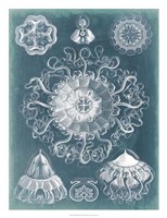 Sealife Blueprint II Fine Art Print