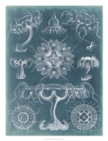 Sealife Blueprint III Fine Art Print