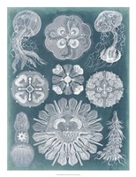 Sealife Blueprint IV Fine Art Print