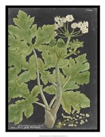 Dramatic Weinmann Greenery I Fine Art Print