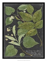 Dramatic Weinmann Greenery III Fine Art Print