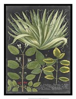 Dramatic Weinmann Greenery IV Fine Art Print