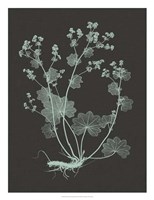 Mint & Charcoal Nature Study I Fine Art Print