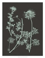 Mint & Charcoal Nature Study IV Fine Art Print