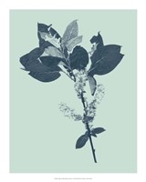 Indigo & Mint Botanical Study V Fine Art Print