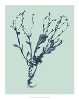 Indigo & Mint Botanical Study VI Fine Art Print