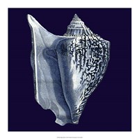 Indigo Shells I Fine Art Print
