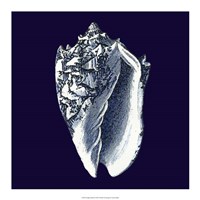 Indigo Shells II Fine Art Print