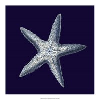 Indigo Shells IV Fine Art Print