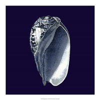 Indigo Shells V Fine Art Print