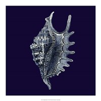 Indigo Shells VI Fine Art Print