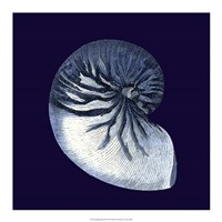 Indigo Shells VII Fine Art Print