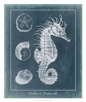 Azure Seahorse Study I Fine Art Print