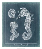 Azure Seahorse Study II Fine Art Print