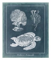 Azure Sea Turtle Study I Fine Art Print