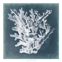 Azure Coral I Fine Art Print