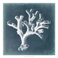 Azure Coral II Fine Art Print