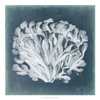 Azure Coral III Fine Art Print