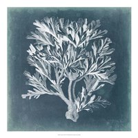 Azure Coral IV Fine Art Print