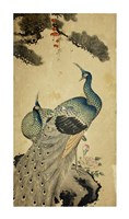 Korean Peacocks Fine Art Print