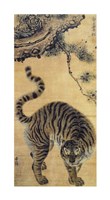 Tiger Under the Pine Tree - various sizes