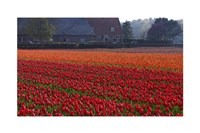 Dutch Red Tulip Field Fine Art Print
