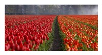 Dutch Tulip Field Fine Art Print