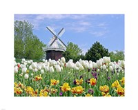 Dutch Tulip Field And Windmill Fine Art Print