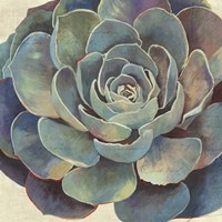 Succulence I Fine Art Print