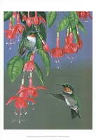 Hummers & Fuchsia Fine Art Print