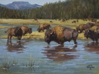 Buffalo Crossing Fine Art Print