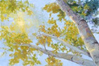 Aspen Canopy Fine Art Print