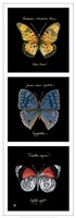 Primary Butterfly Panel II Fine Art Print