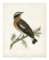 Whinchat by Tom Morris - 18" x 22", FulcrumGallery.com brand