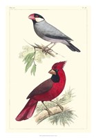 Lemaire Birds I by C.L. Lemaire - 18" x 26" - $31.49
