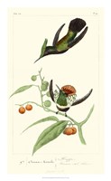 Lemaire Hummingbirds III Fine Art Print