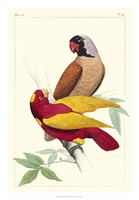 Lemaire Parrots II Fine Art Print