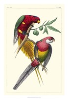 Lemaire Parrots III by C.L. Lemaire - 18" x 26" - $31.49