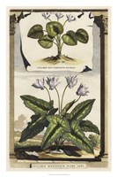 Cyclamen Flore I Fine Art Print