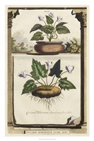 Cyclamen Flore II Fine Art Print