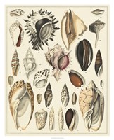 Seashell Display Fine Art Print