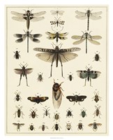 Dragonfly Display Fine Art Print