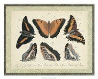 Bookplate Butterflies Trio I Fine Art Print
