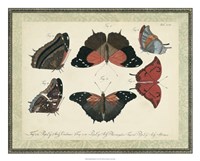 Bookplate Butterflies Trio II Framed Print