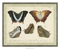 Bookplate Butterflies Trio III Framed Print