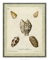 Bookplate Shells II Fine Art Print