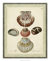 Bookplate Shells III Fine Art Print