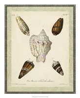 Bookplate Shells IV Fine Art Print