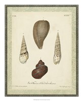 Bookplate Shells V Fine Art Print